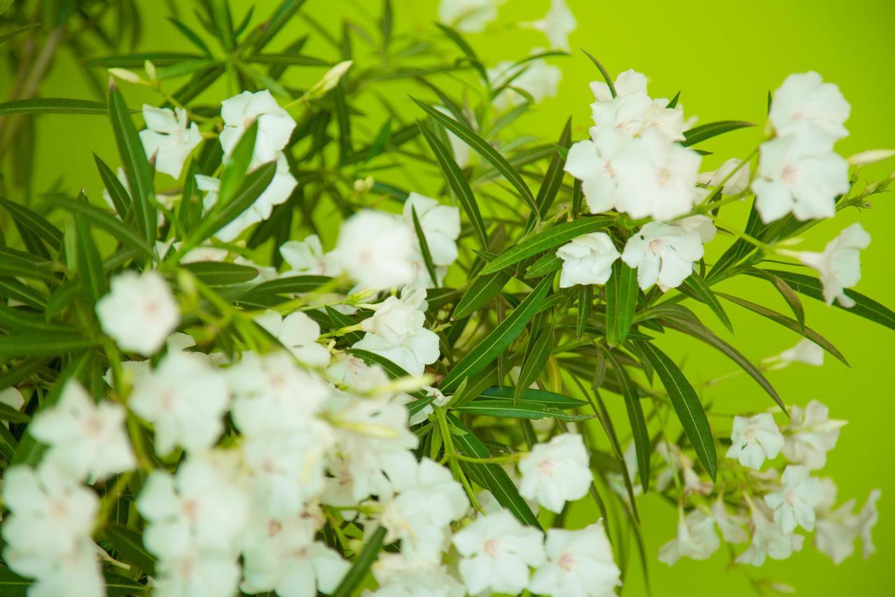 The Lifeco Antalya Well-Being Detox Center And Vegan Hotel Εξωτερικό φωτογραφία